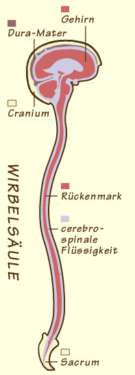 Cranio-Sacral-Therapie