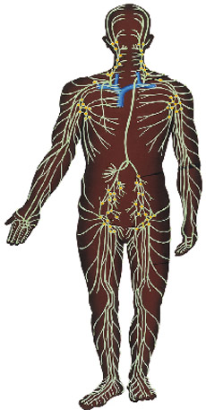 Manuelle Lymphdrainage